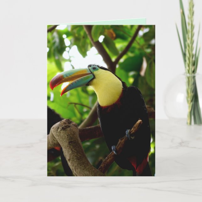 toucan bird greeting card (Front)