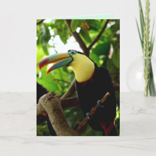 toucan bird greeting card