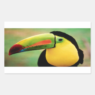Toucan Bird Wild Nature Colourful Photography Rectangular Sticker