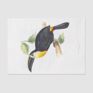 Toucan Decoupage Tissue Paper