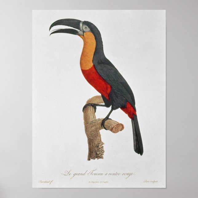 Toucan: Great Red-Bellied by Jacques Barraband Poster (Front)