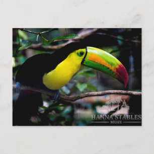 Toucan in Belise Postcard