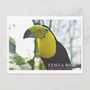 Toucan in Costa Rica souvenir postcard