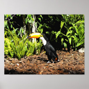 Toucan in Spain Poster