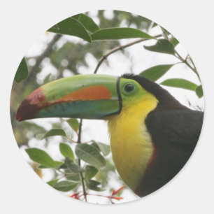Toucan in the Jungle Classic Round Sticker