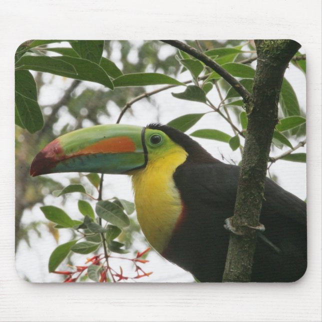 Toucan in the Jungle Mouse Pad (Front)