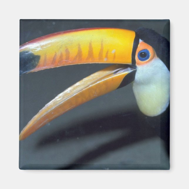 Toucan Magnet (Front)