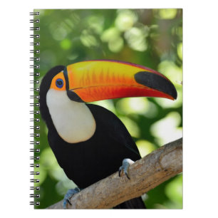 Toucan Notebook