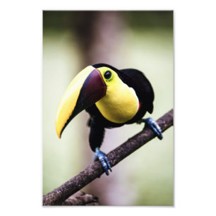 Toucan of Costa Rica Photo Print