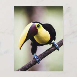 Toucan of Costa Rica Postcard