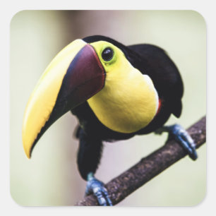 Toucan of Costa Rica Square Sticker