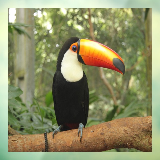 Toucan on tree branch (Sheet 3)