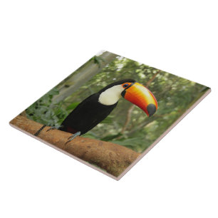 Toucan on tree branch ceramic tile