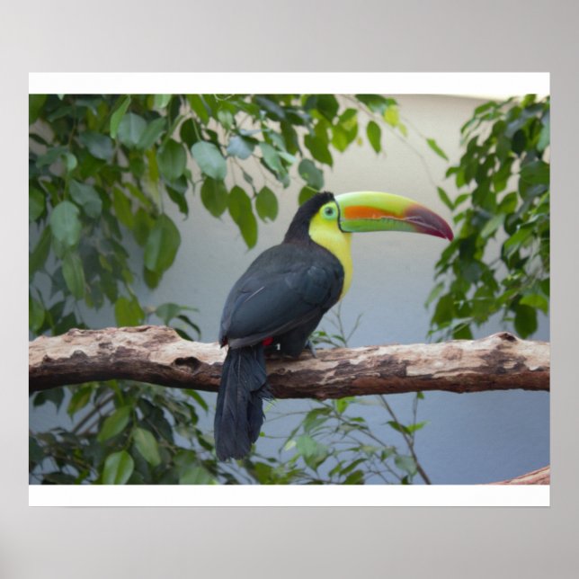 Toucan Photo Poster (Front)