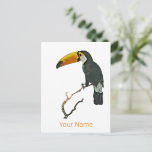 Toucan Portrait Animal Tropical Bird Design Holiday Postcard