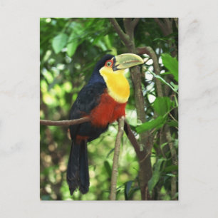 Toucan Postcard