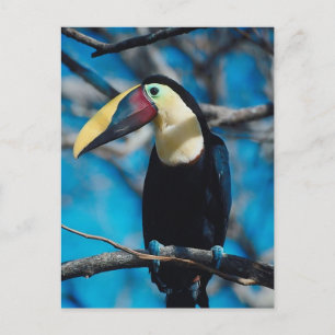 Toucan Postcard