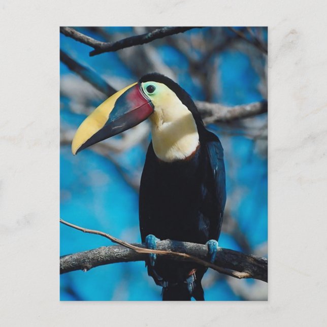 Toucan Postcard (Front)