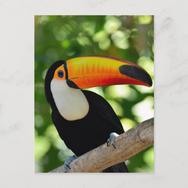 Toucan Postcard (Front)