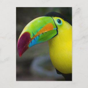 Toucan Postcard