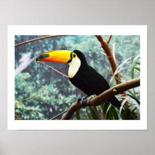 Toucan Poster