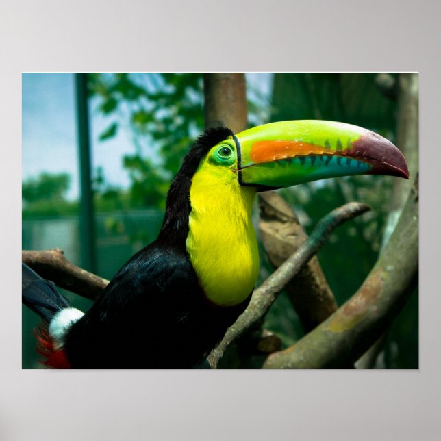 Toucan Poster (Front)