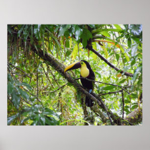 Toucan Poster