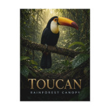 Toucan Rainforest Canopy Wildlife ANIMAL