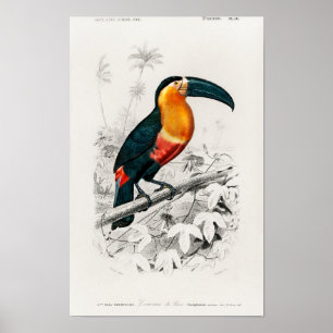 Toucan (Ramphastos) illustrated by Charles Dessali Poster