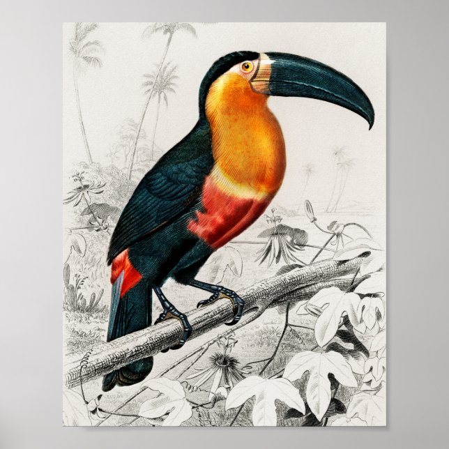 Toucan Ramphastos Illustration Vintage Art Print (Front)