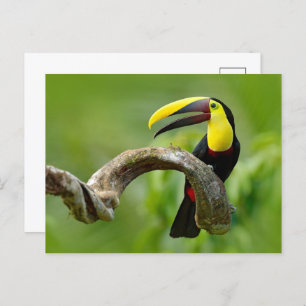 Toucan sitting on the branch in the forest postcard