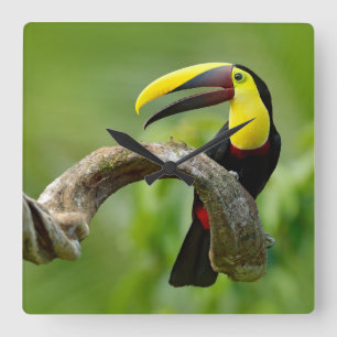 Toucan sitting on the branch in the forest square wall clock