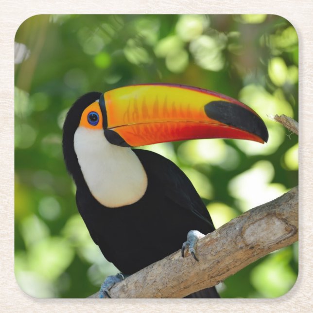 Toucan Square Paper Coaster (Front)