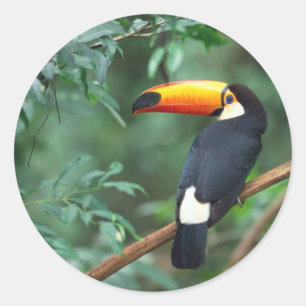 Toucan Sticker