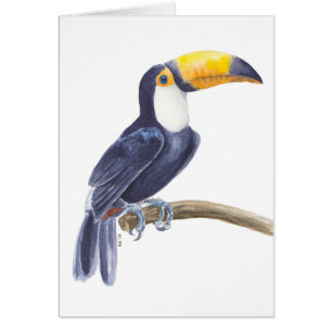 Toucan, tropical bird
