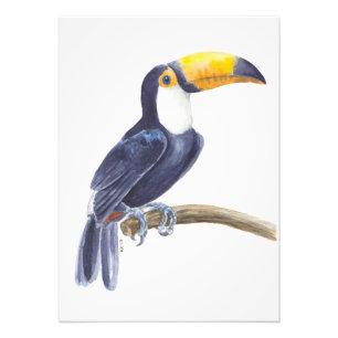 Toucan, tropical bird photo print