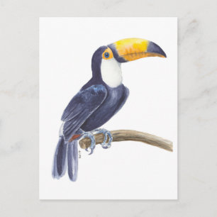 Toucan, tropical bird postcard