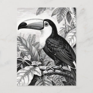 Toucans Jungle Foliage Engraving Postcard