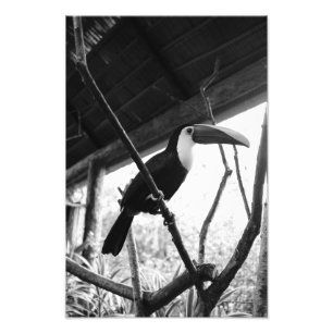 Toucan's Post (B&W) Photo Print