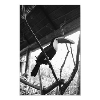 Toucan's Post (B&W) Photo Print