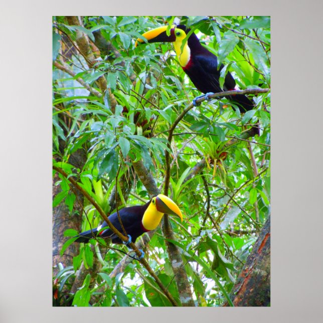Toucans Poster (Front)