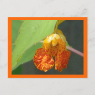 Touch Me Not Jewelweed Postcard