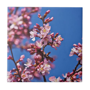 Touching Blue Japanese Cherry Blossoms Tile
