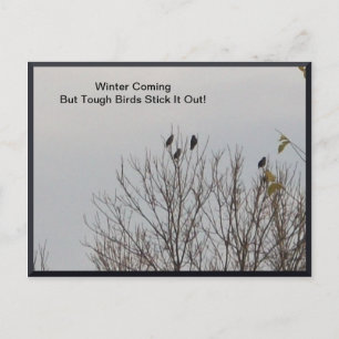 Tough Birds Stick It Out Postcard