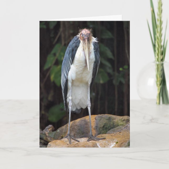 Tough Old Bird Birthday Card (Front)