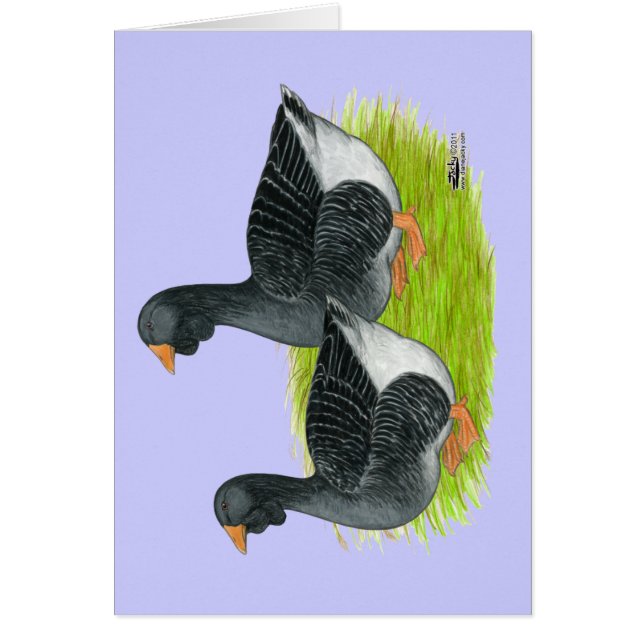 Toulouse Dewlap Geese (Front)