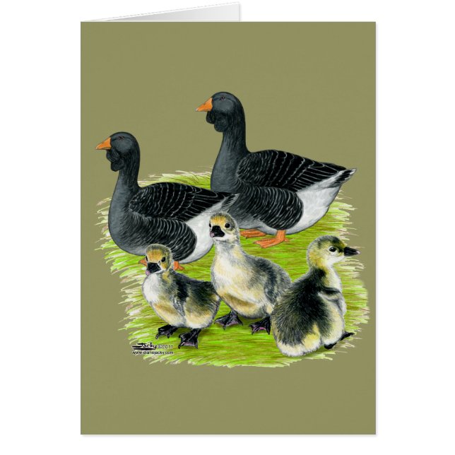 Toulouse Goose Family (Front)
