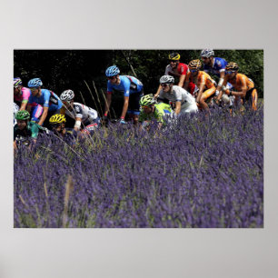 Tour of France in lavender Poster