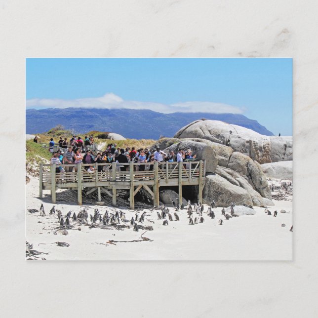Tourists at Boulders Beach looking at penguins Postcard (Front)