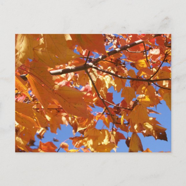 Towards the sky Postcard (Front)